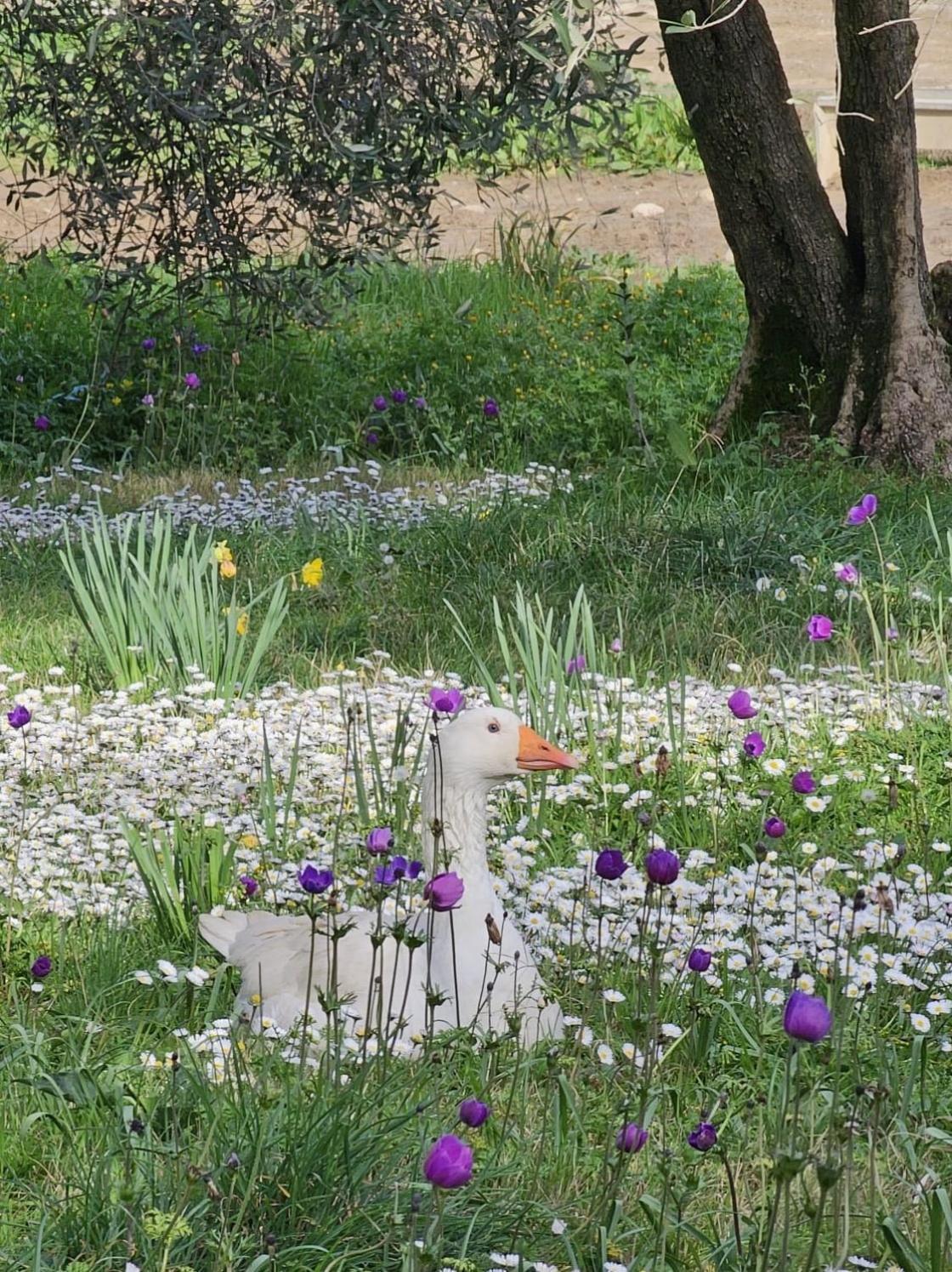 Agriturismo Fattoria Di Maiano Φιέζολε Εξωτερικό φωτογραφία